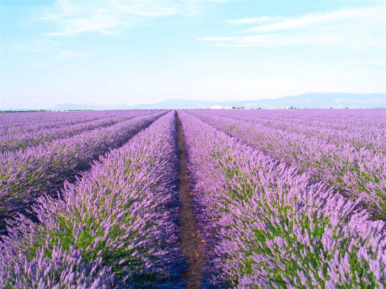 Lavender Cultivation Guide: Season, Seed Rate, Field Preparation, Transplanting, and Irrigation
