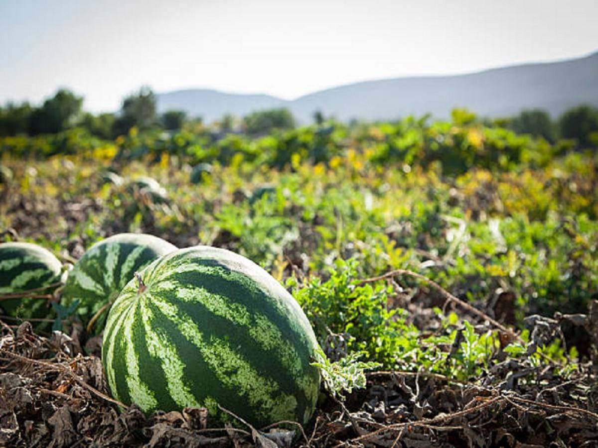 Kosi Farmers Can Benefit from Watermelon Farming .