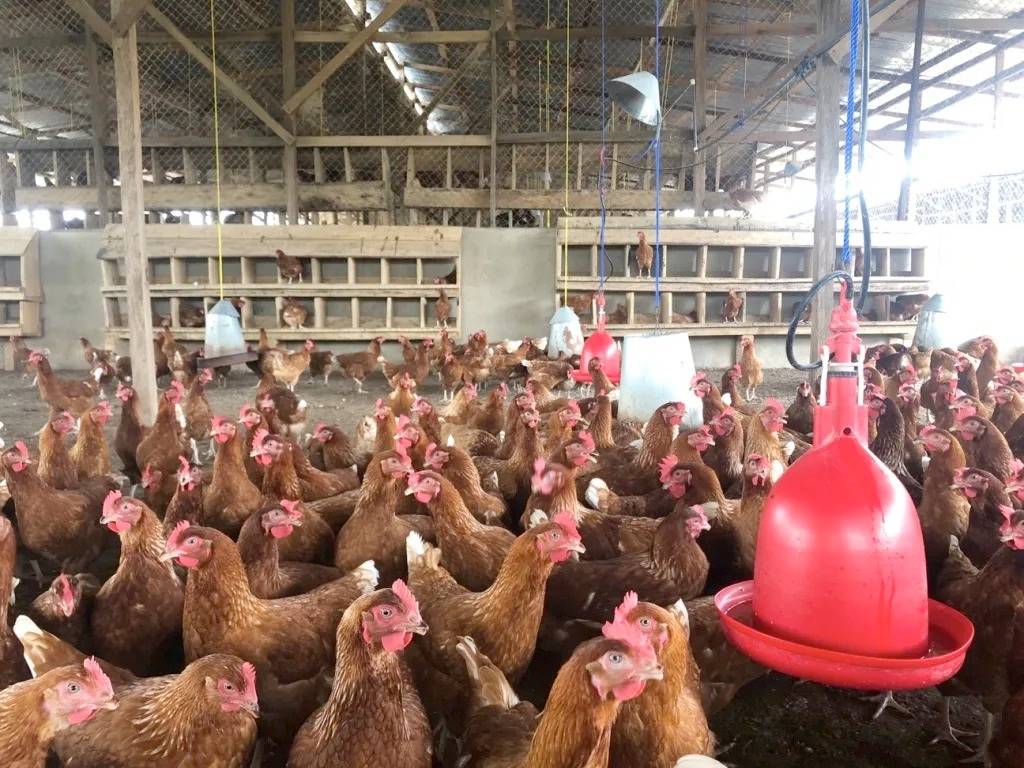 Poultry Farms Temporarily Suspended Due to High Wages and Heatwaves.