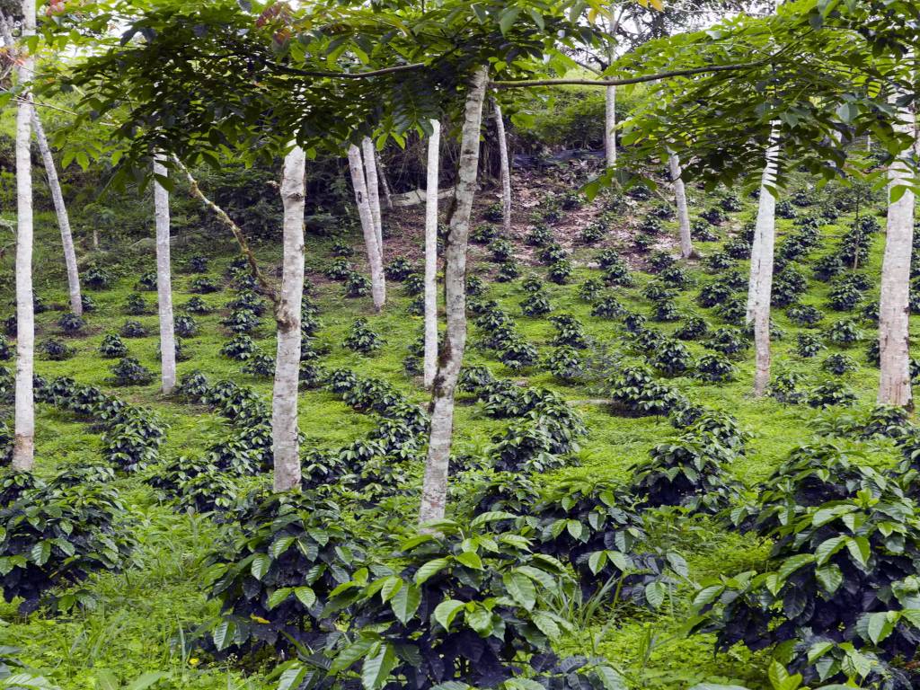 Farmers And the Environment Both Can Benefit from Agroforestry In India: Study