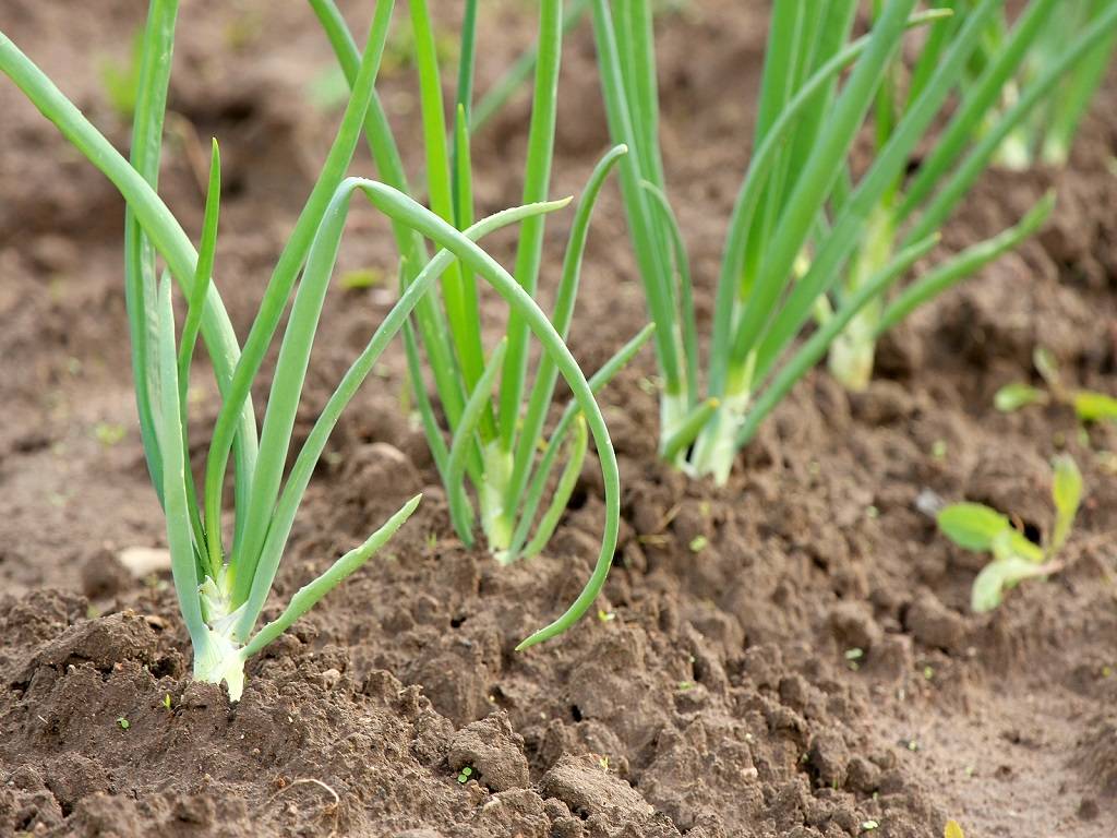 How to Grow Green Onions in Your Garden