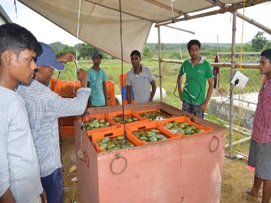 Pre & Post-Harvest Safety Measures in Mango