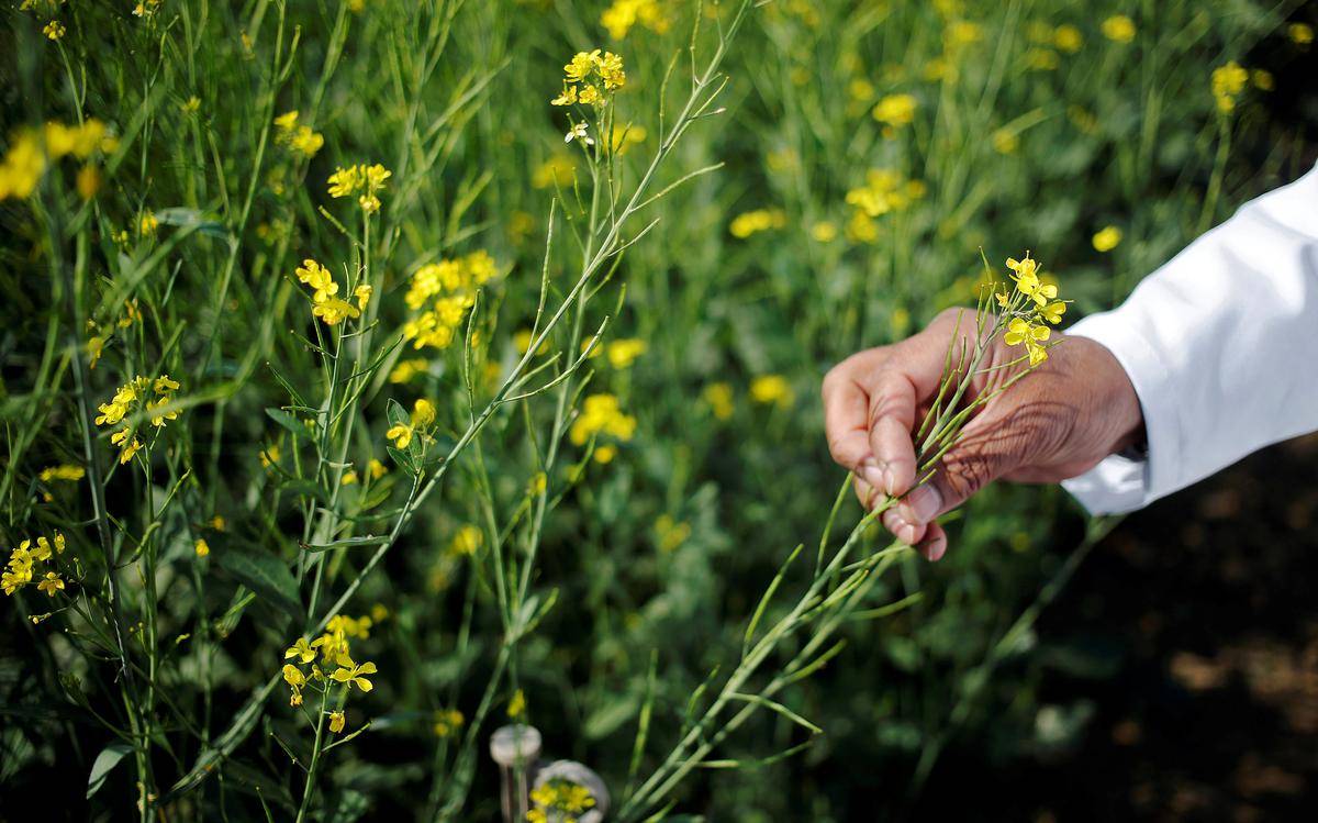 Crop Field (Representational Picture)