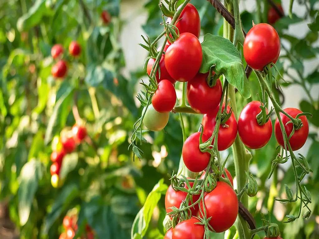 5 Tips to Grow Juicy Tomatoes in Your Kitchen Garden