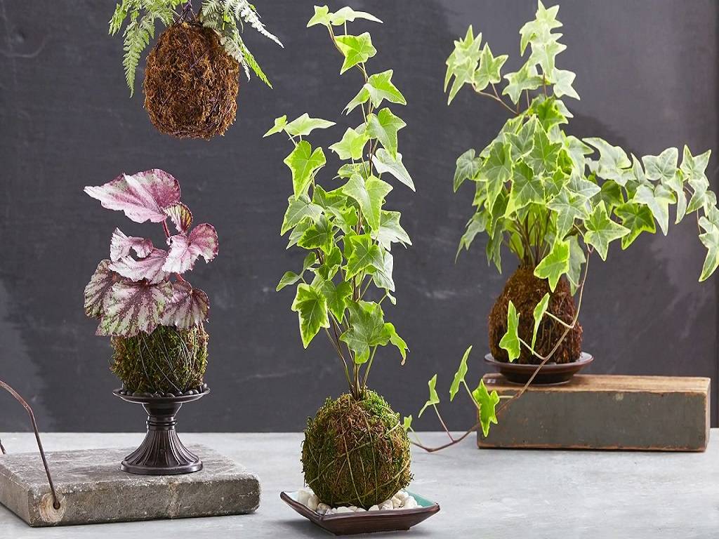 Kokedama shares a very decorative way to grow your plants that will give your home a very calm and serene vibe