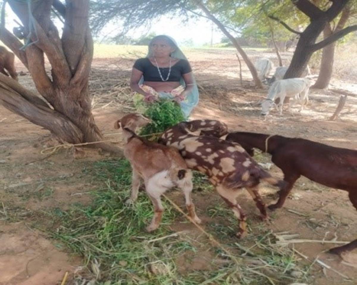 Paru Devi with her goats