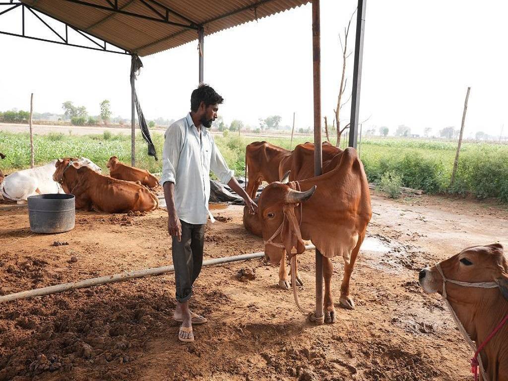 Cattle Owners are Shifting to Dog-Breeding Due to Fodder Crisis in India