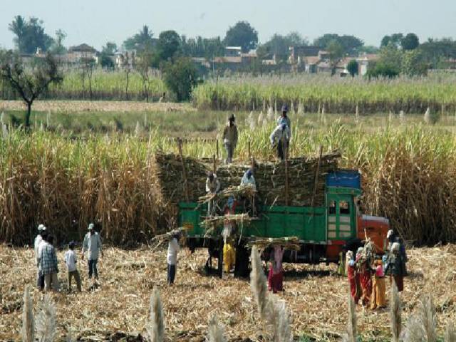 Sugarcane Farmers