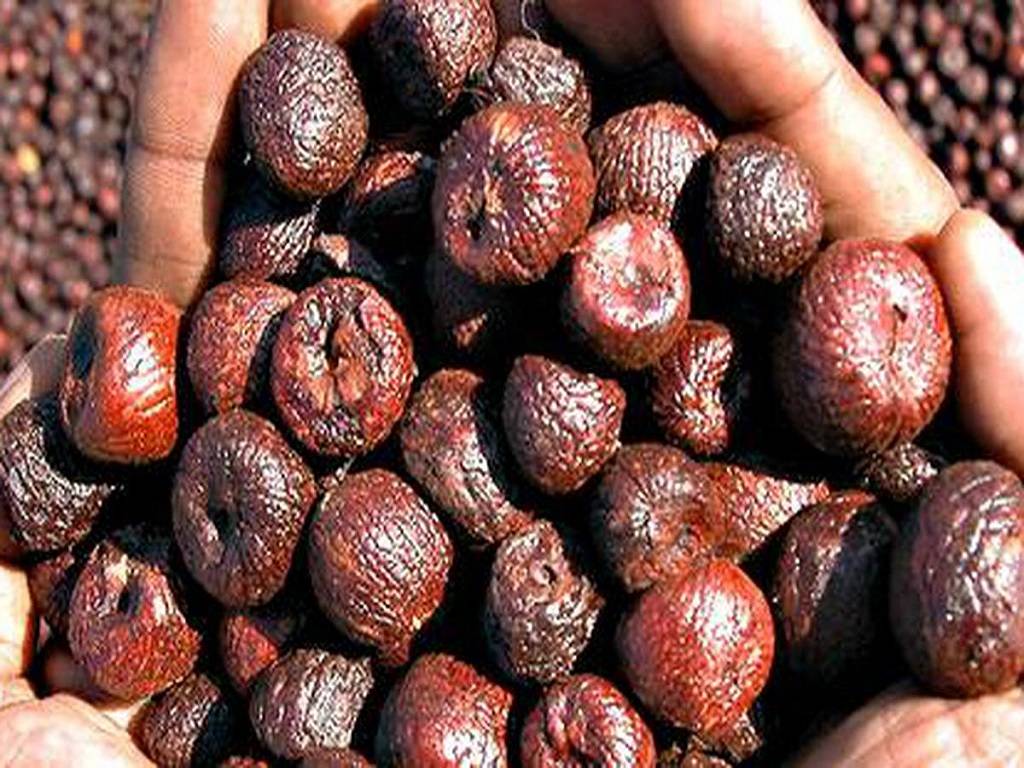 Campco President Urges Government to Curb Import of Arecanut