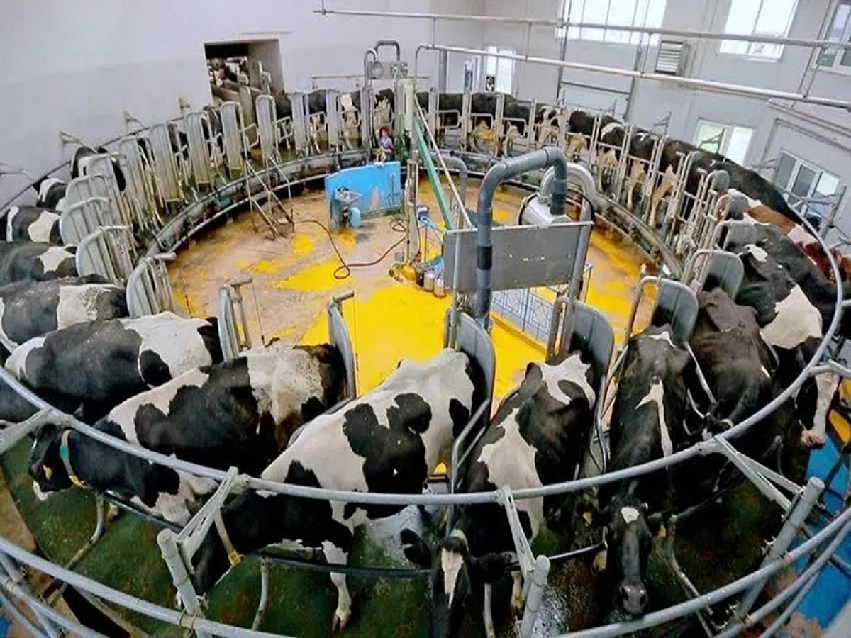 Smart Dairy Farming: How Cow Milking Machine Can Double Farmer’s Income