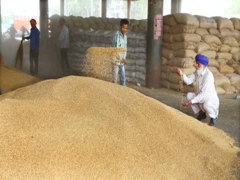 Wheat And Paddy Procurement So Far Has Helped 134.5 Lakh Farmers