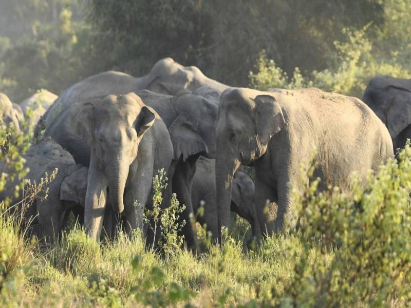 Herd Of Elephants