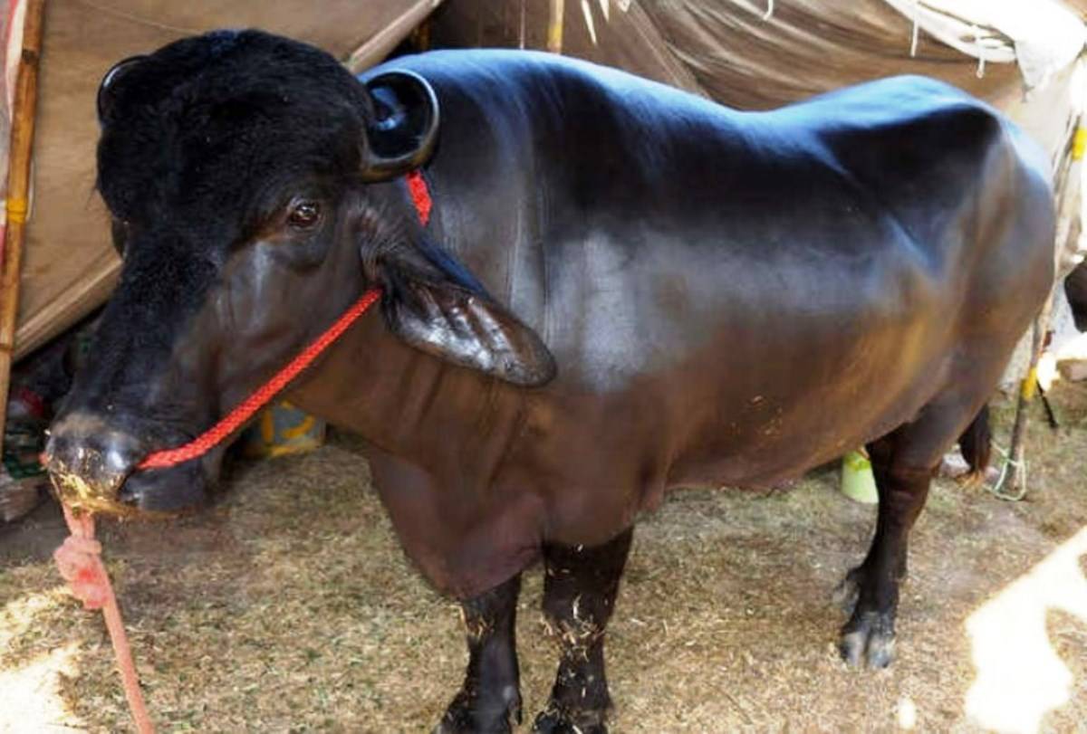 Government is Providing up to 75% Subsidy for Buying Murrah Buffalo