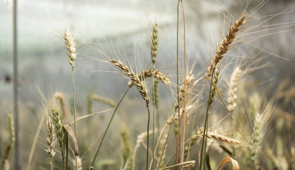 More crops. Пшеница Геншин.