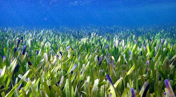 Scientists Discovered World’s Largest Plant at Shark Bay