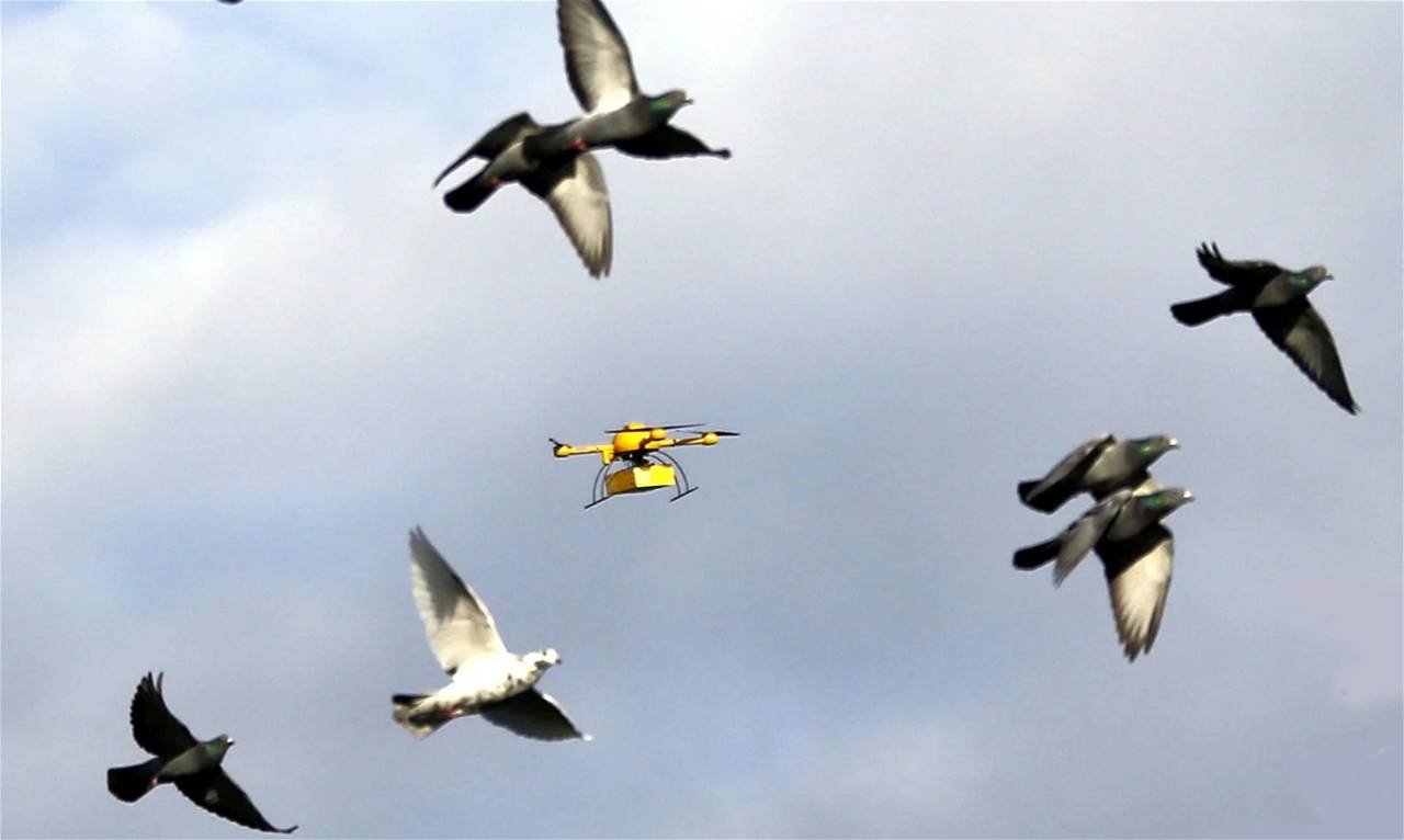 Automated Drones Could Scare Birds Away from Agricultural Fields