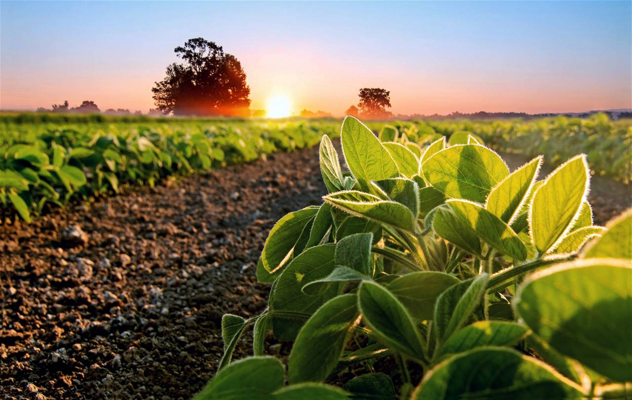 Crop Field