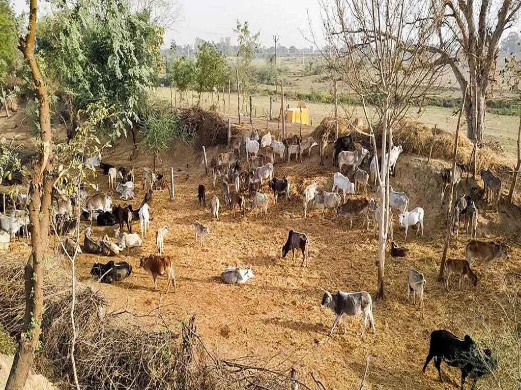 Govt to Pay Rs 48,000 to Farmers to Get Rid of Stray Animals