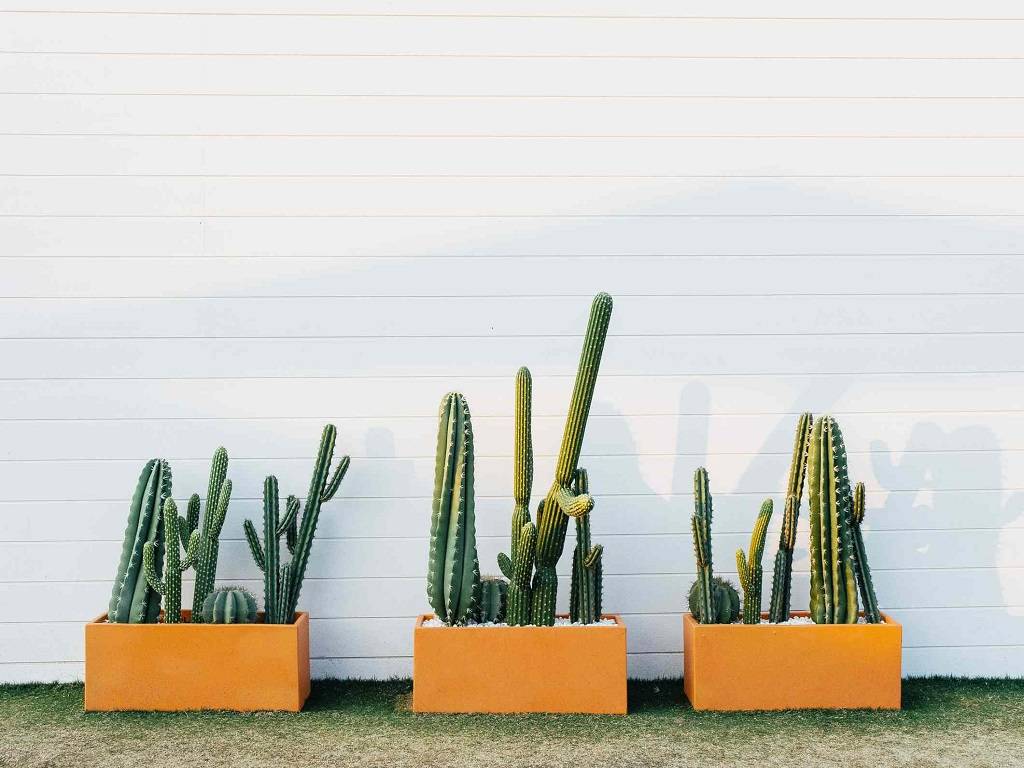 Beginners Guide to Starting Your Own Cactus Garden