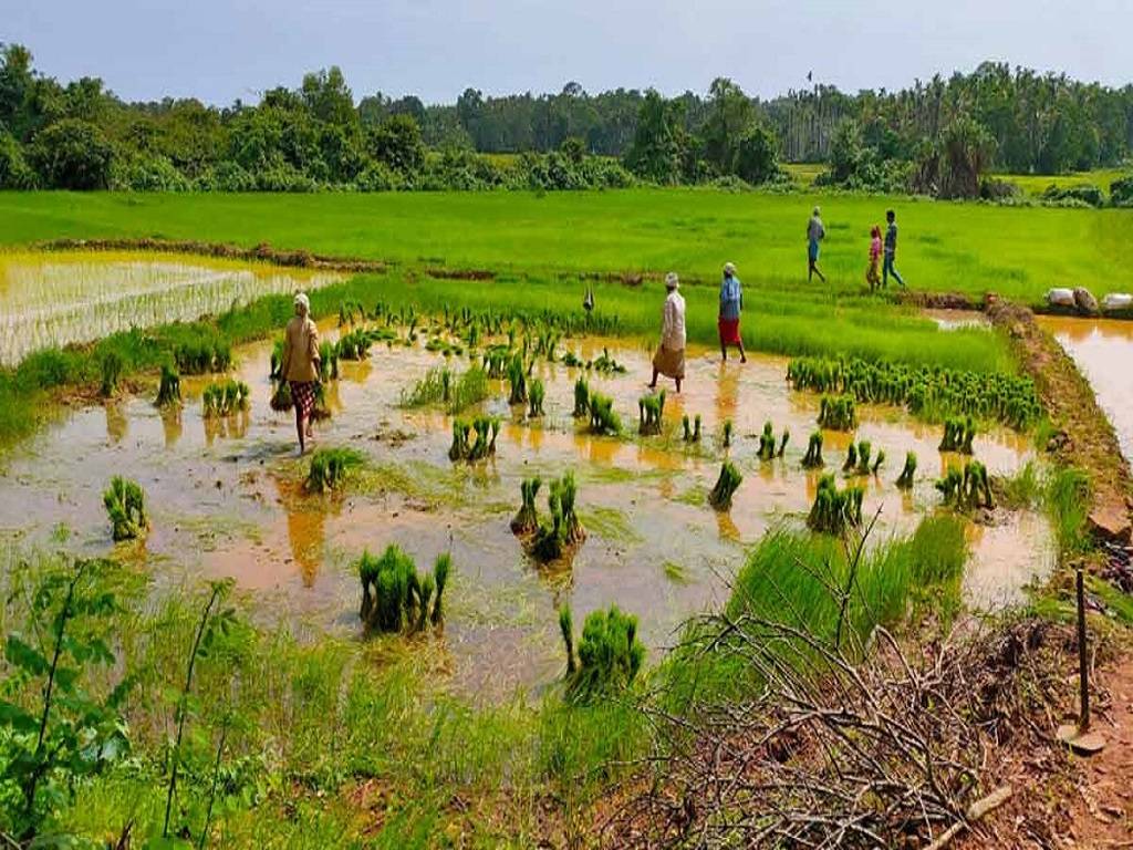 Staff Shortage Hits Karnataka Agriculture Department, Falls to 44%