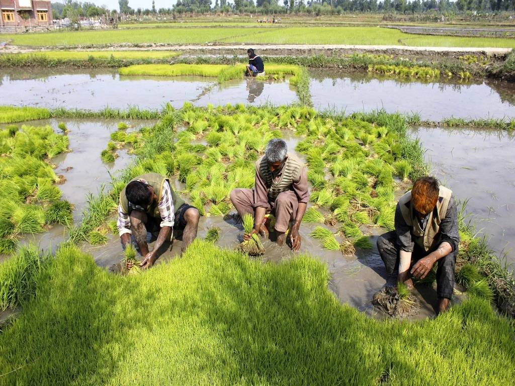 Kashmir Agriculture Department Celebrates “Paddy Transplanting Day”