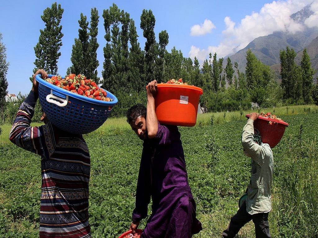 The J&K government, in particular, is assisting 500 innovative farmers each year with knowledge-based interventions