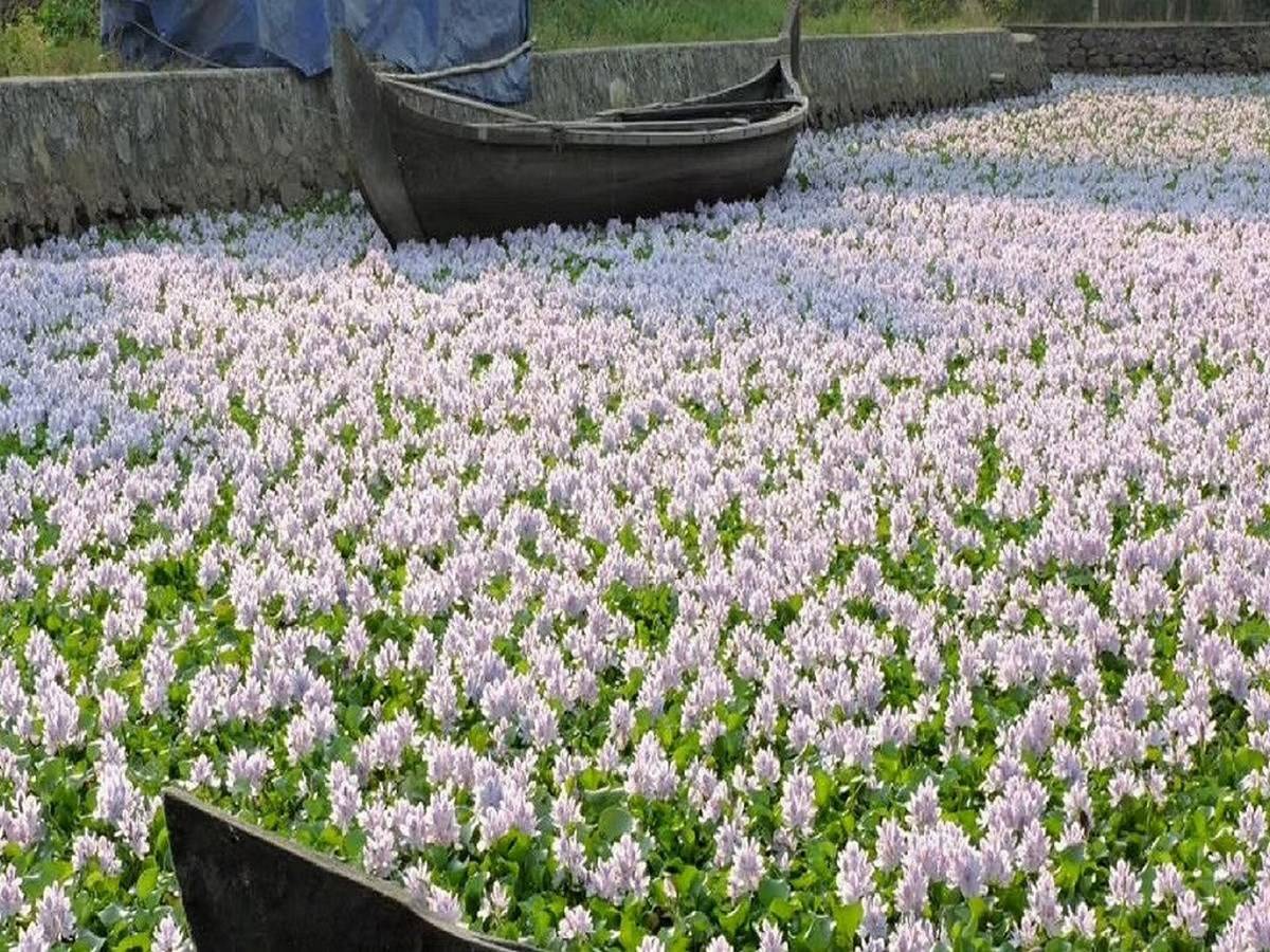 Over 2000 water bodies in Odisha's Puri district are afflicted with water hyacinth