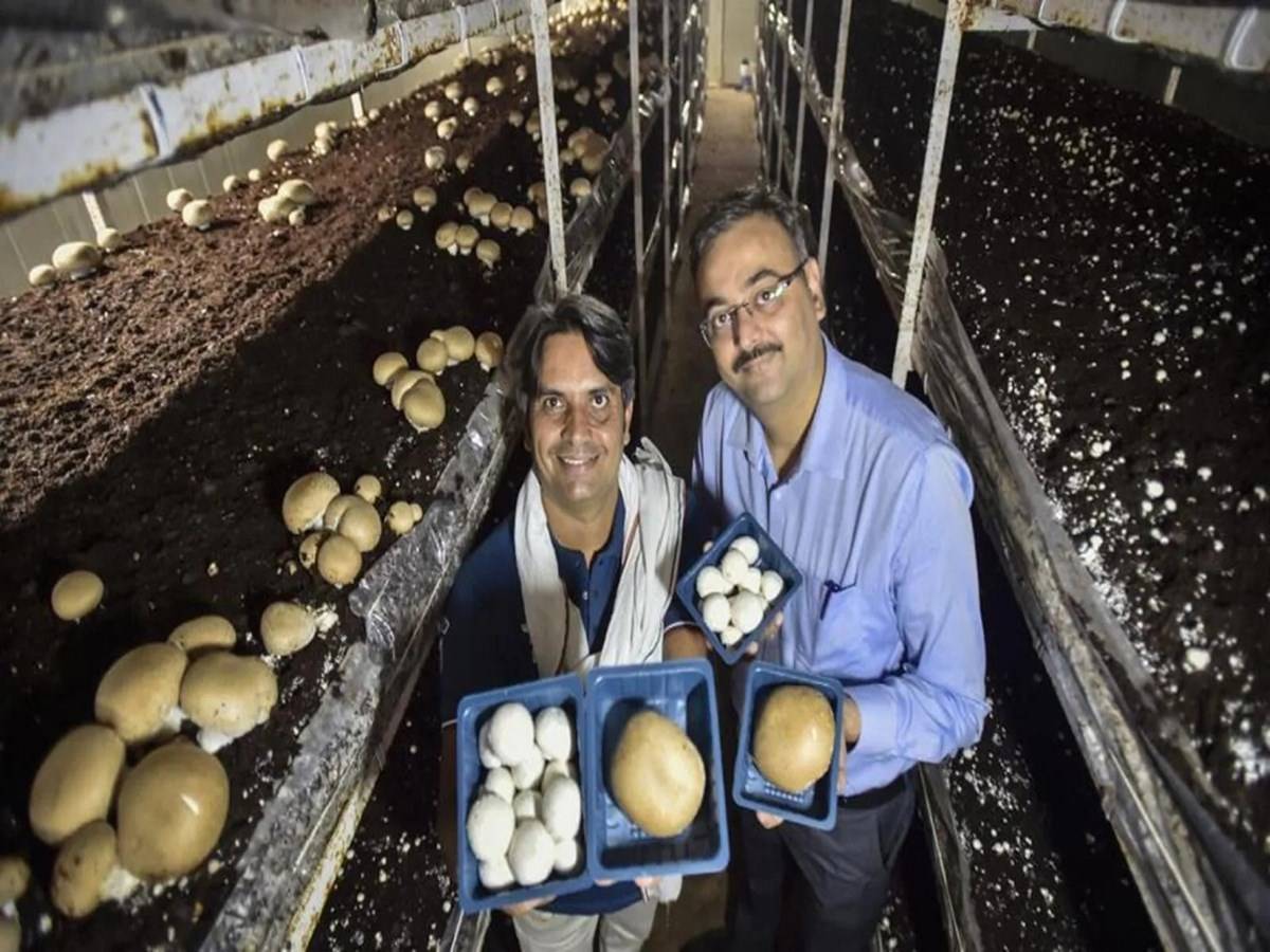 Mushroom Farming: Delhi Farmers are Reaping the Benefits of Temp ...