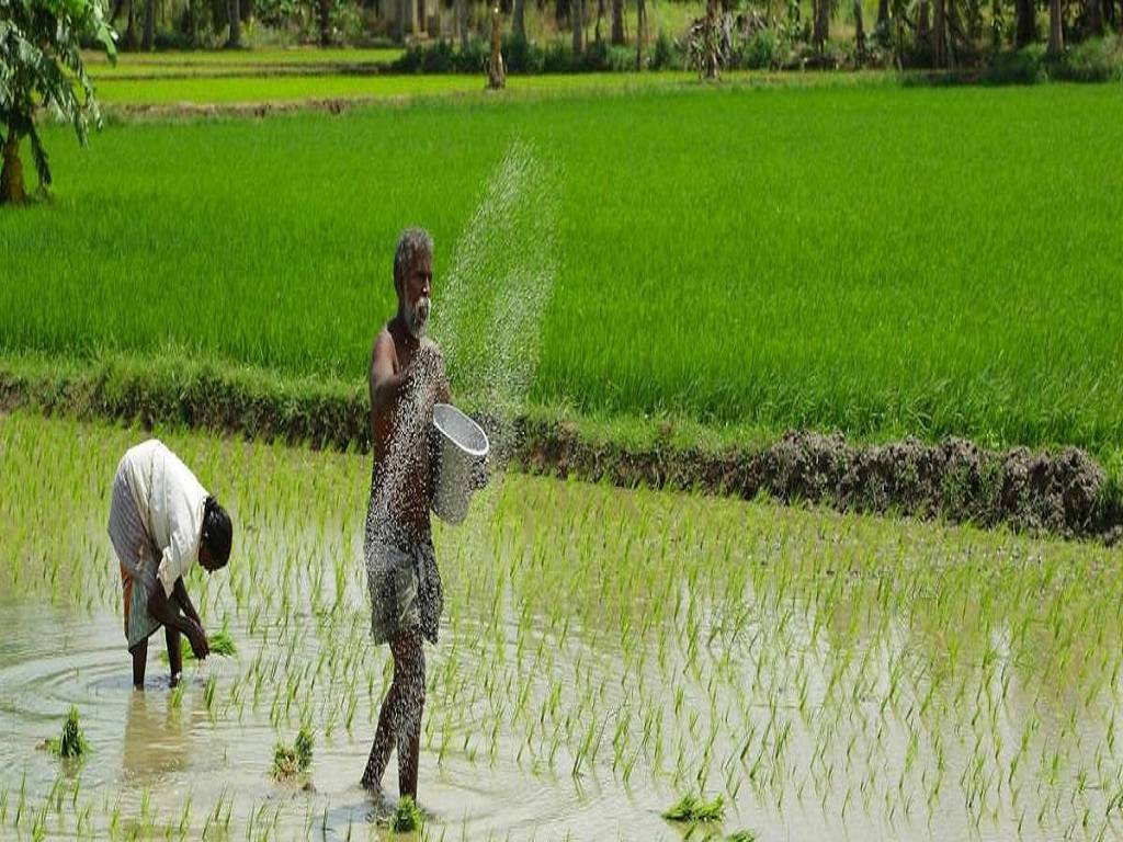 Farmers claim Pusa-1509 is the only early maturing basmati type