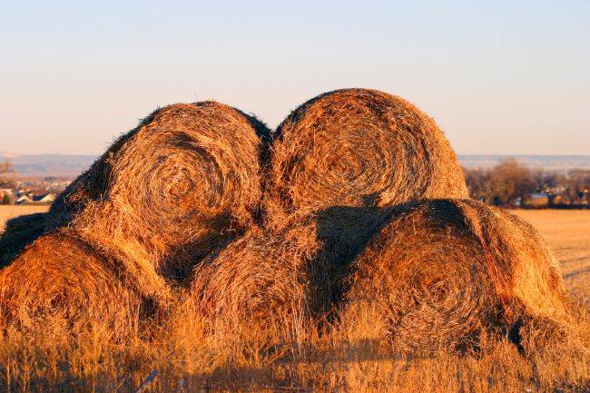 Paddy Straw