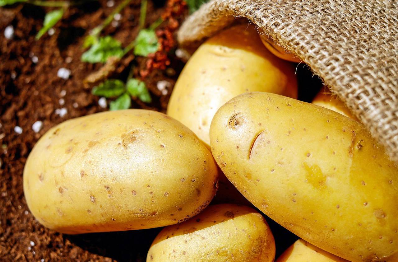 Scientists Use Crispr Technology To Modify Starches In Potatoes 1488