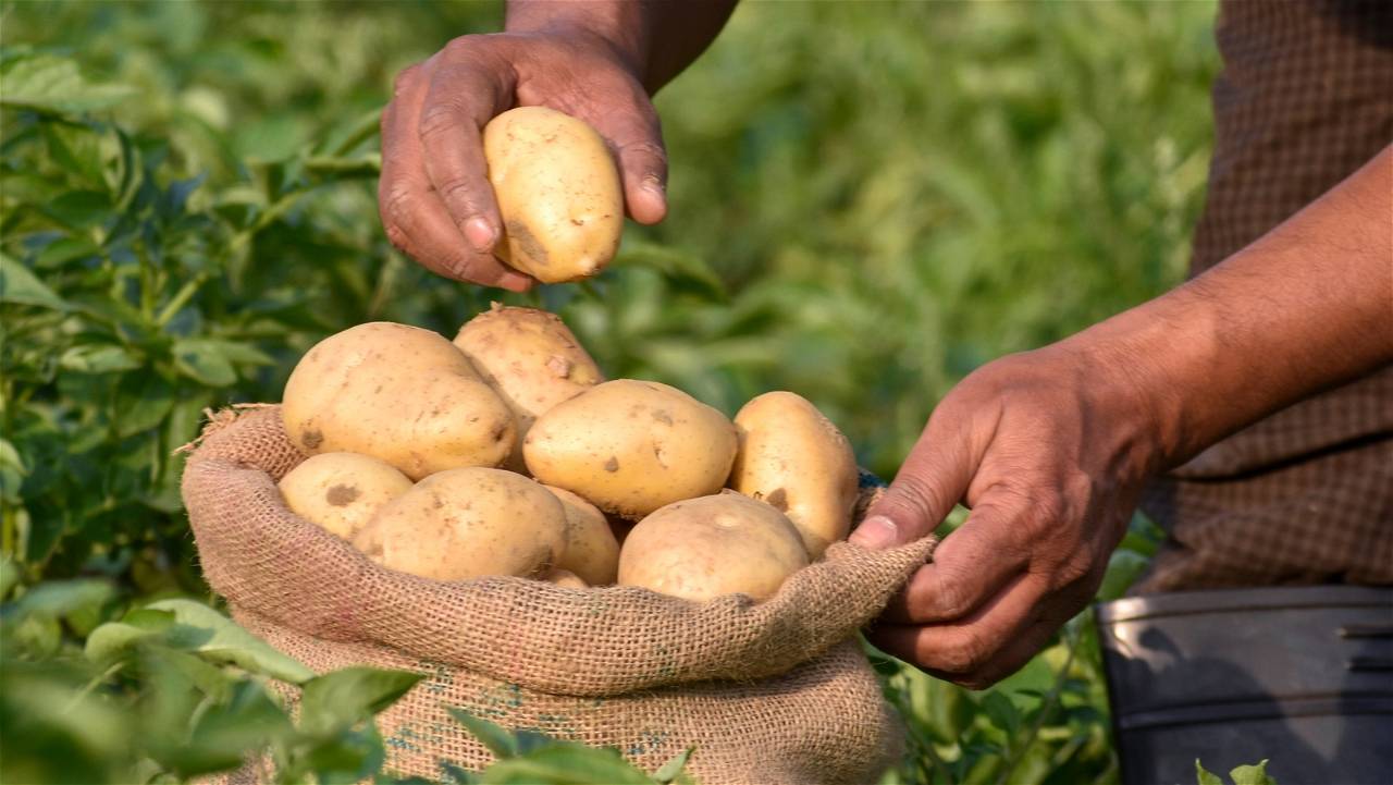 CRISPR technology can advance the uses of the world's largest vegetable crop