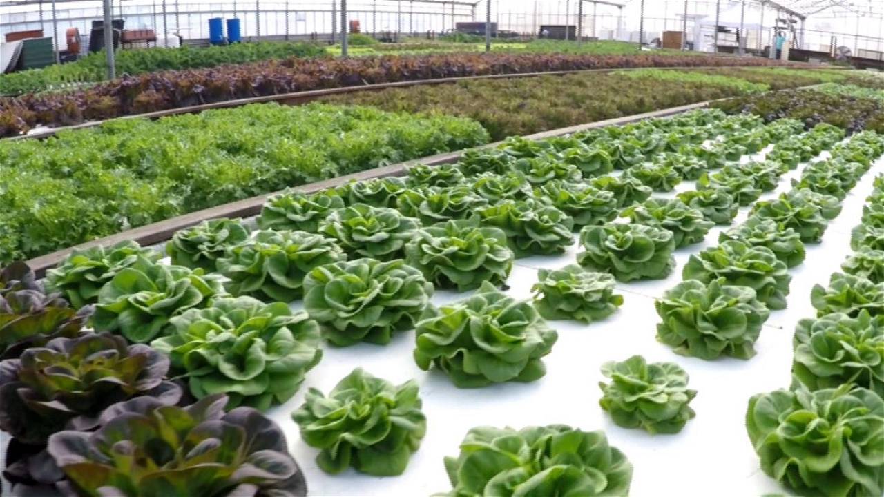 Lettuce Farming