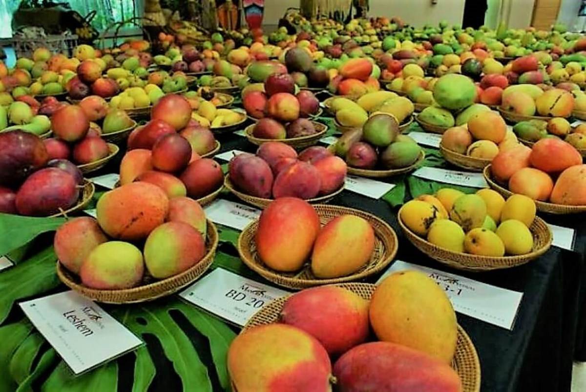 Mango lovers must definitely attend this festival