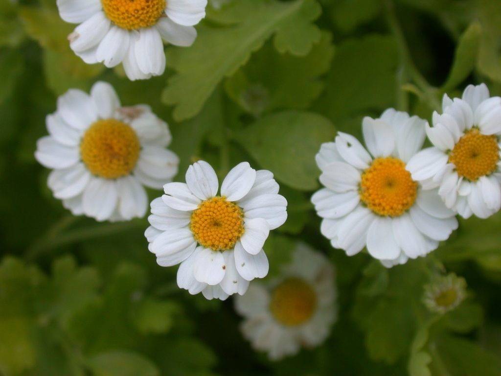 Feverfew –Treats Headaches, Dermatitis, Infertility & Much More