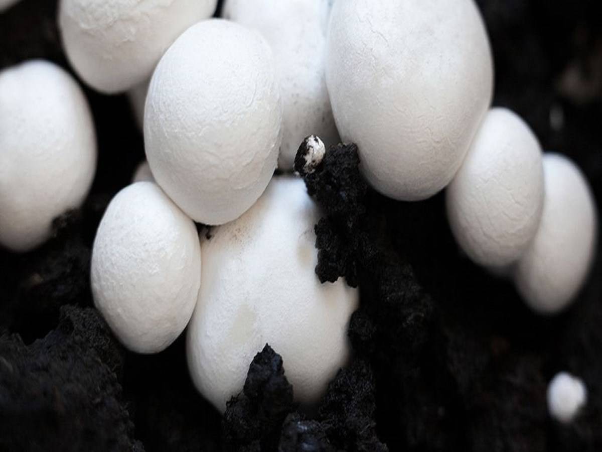 For the successful cultivation of mushrooms, good quality of spawn is required but some fungal and bacterial agents infect mushroom spawn and decrease the spawn quality.
