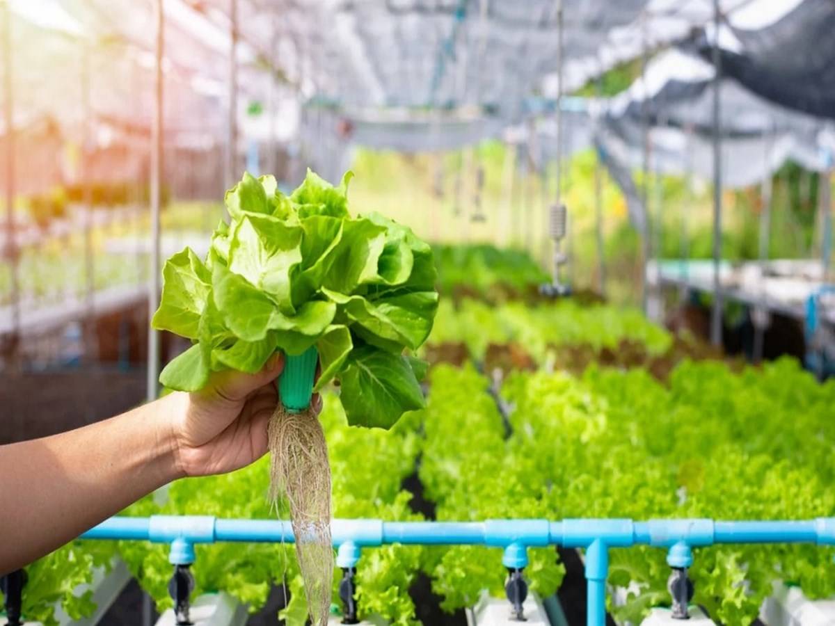 Eating hydroponic vegetables provides more vitamins, minerals, and antioxidants. These nutrients are critical for overall health and the prevention of chronic diseases.