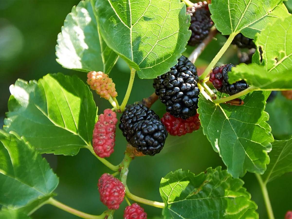Mulberry Cultivation: Know the Soil Requirements, Varieties, Propagation and Harvesting