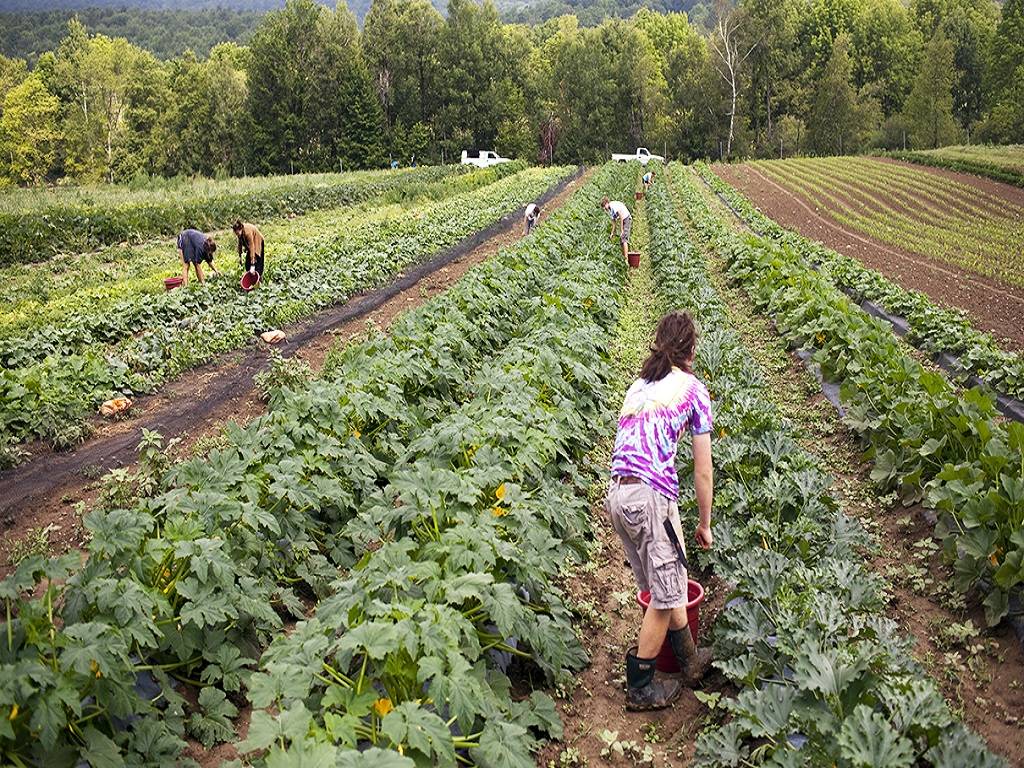 According to a forty-year study conducted by the Rodale Institute, organic farms use 45 percent less energy than conventional farms