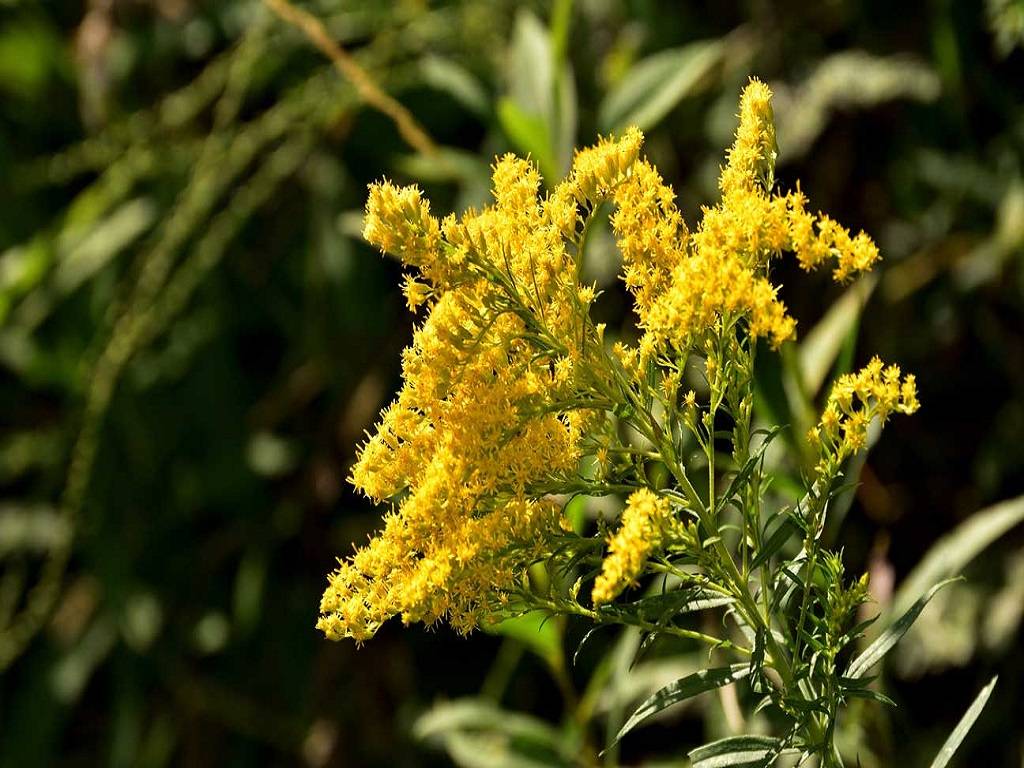 Goldenrod is used to treat infections of tuberculosis