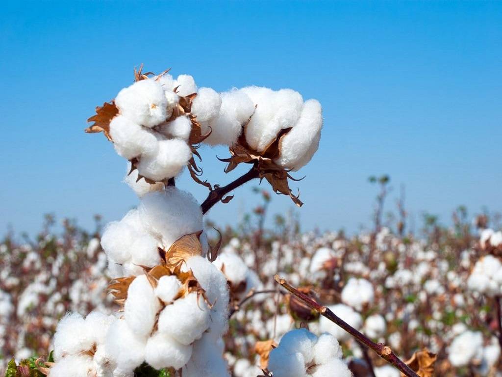 Punjab: 18% Reduction in Areas Under Cotton Farming