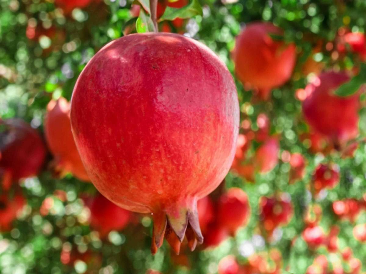 Pomegranate Cultivation: Farmers Can Earn for 25 Years by Just Planting a Single Plant!