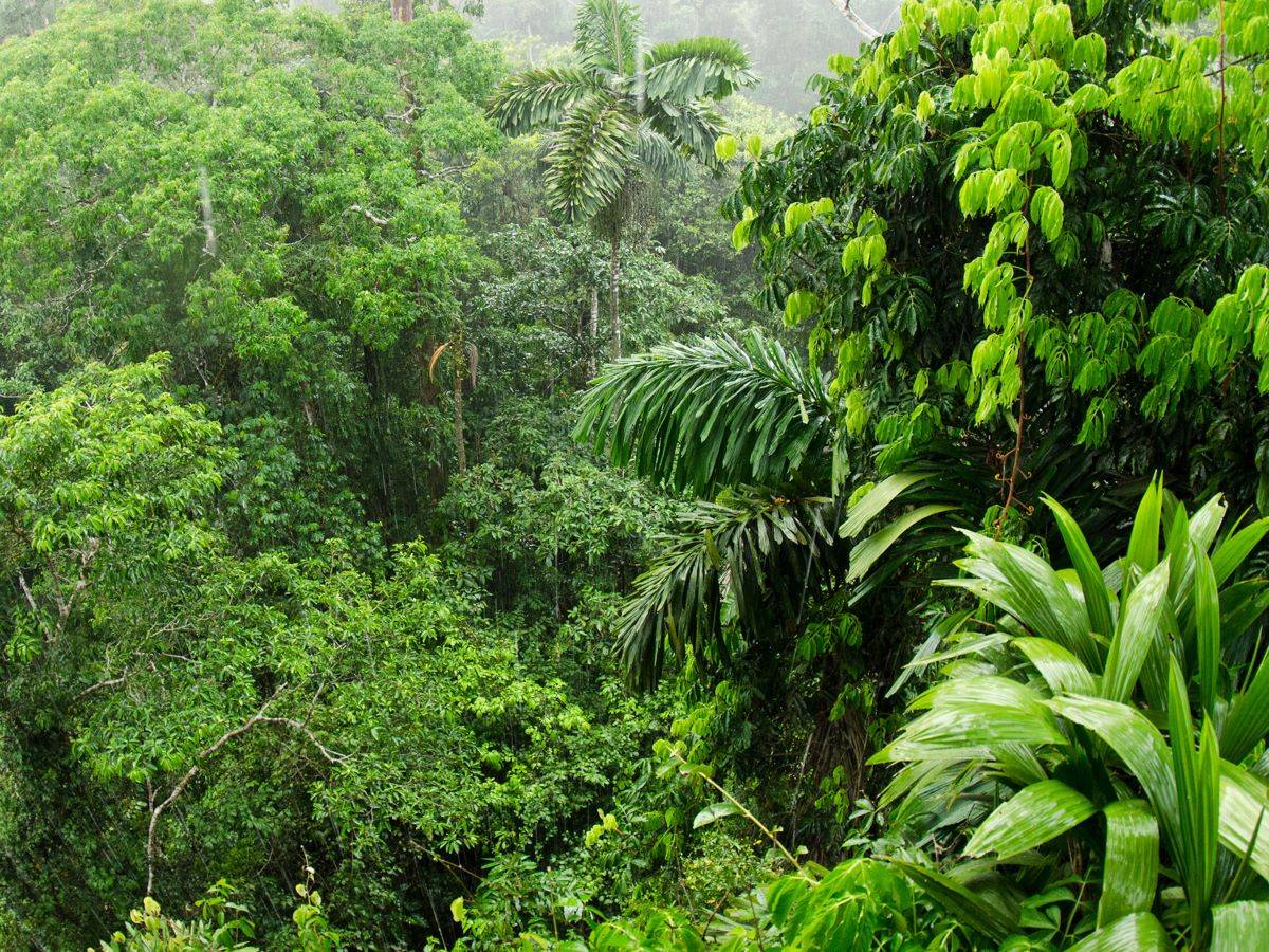 Medicinal Plants