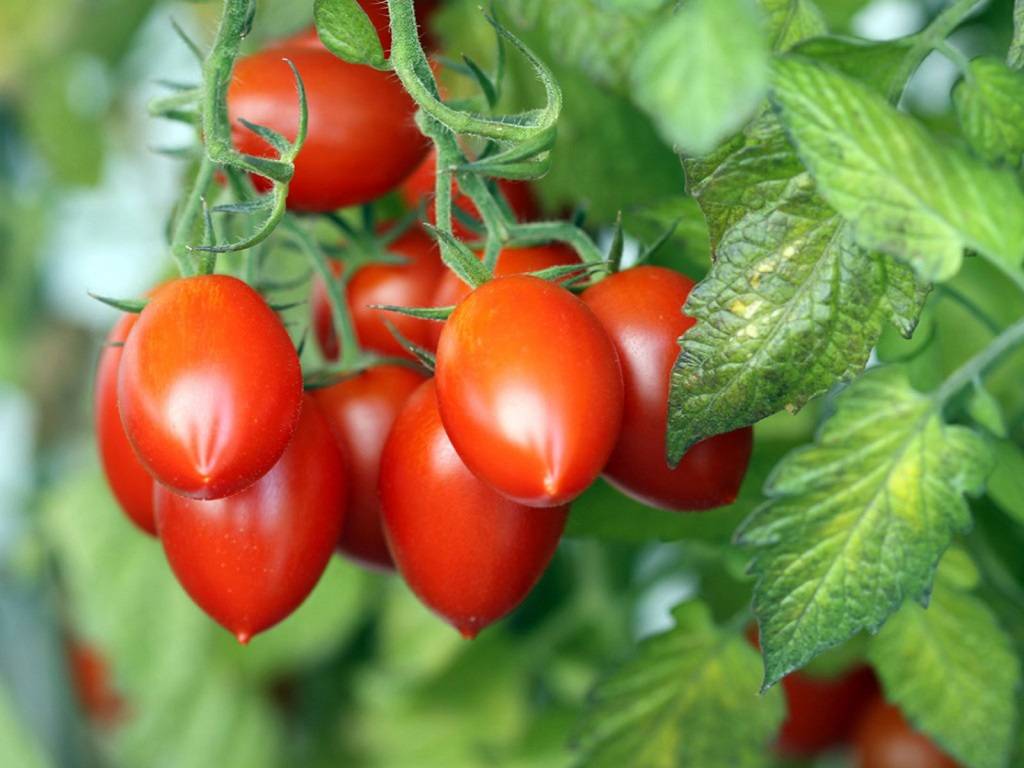 Tips For Growing Roma Tomatoes