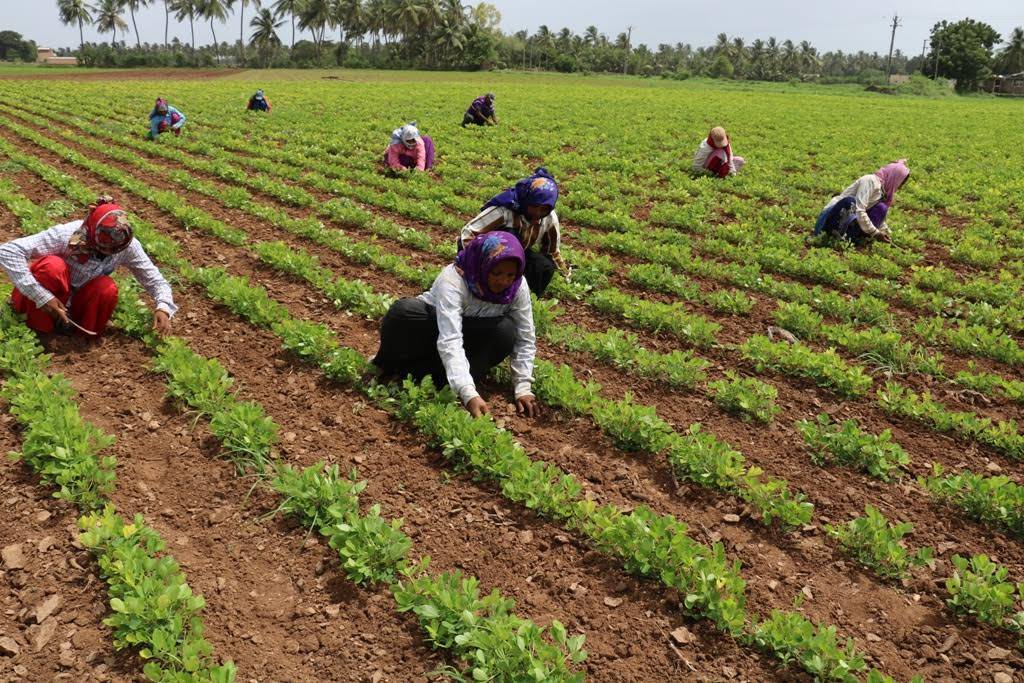 Women Farmers working in field