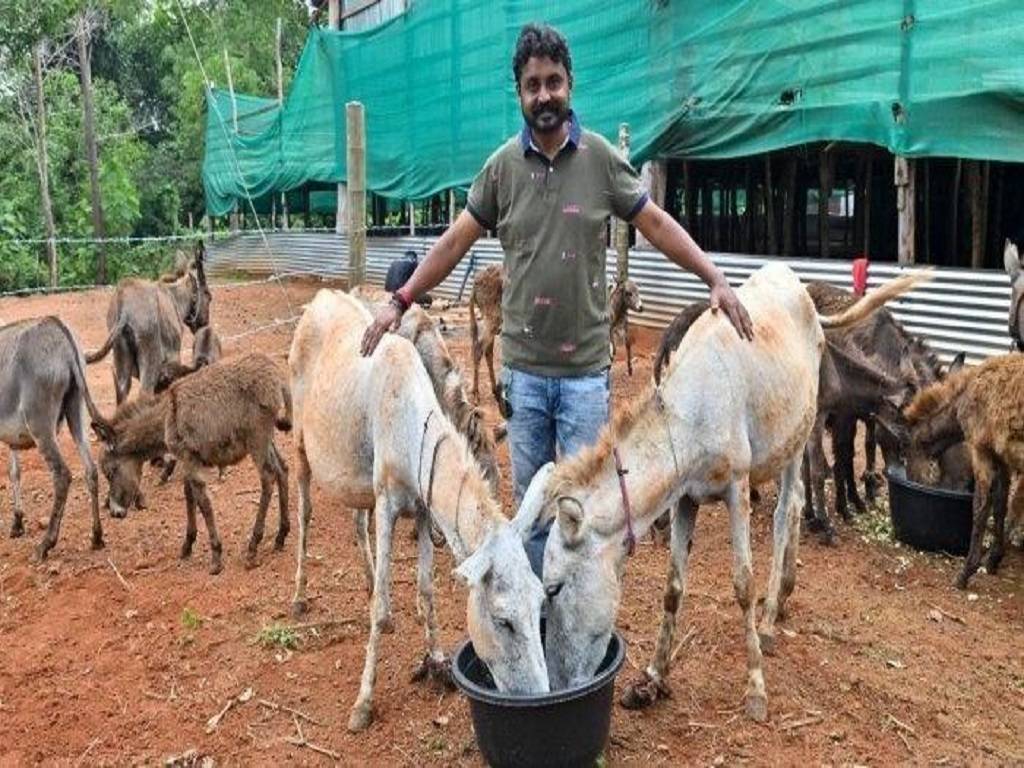 The number of donkey species is dwindling as dhobis are no longer using them