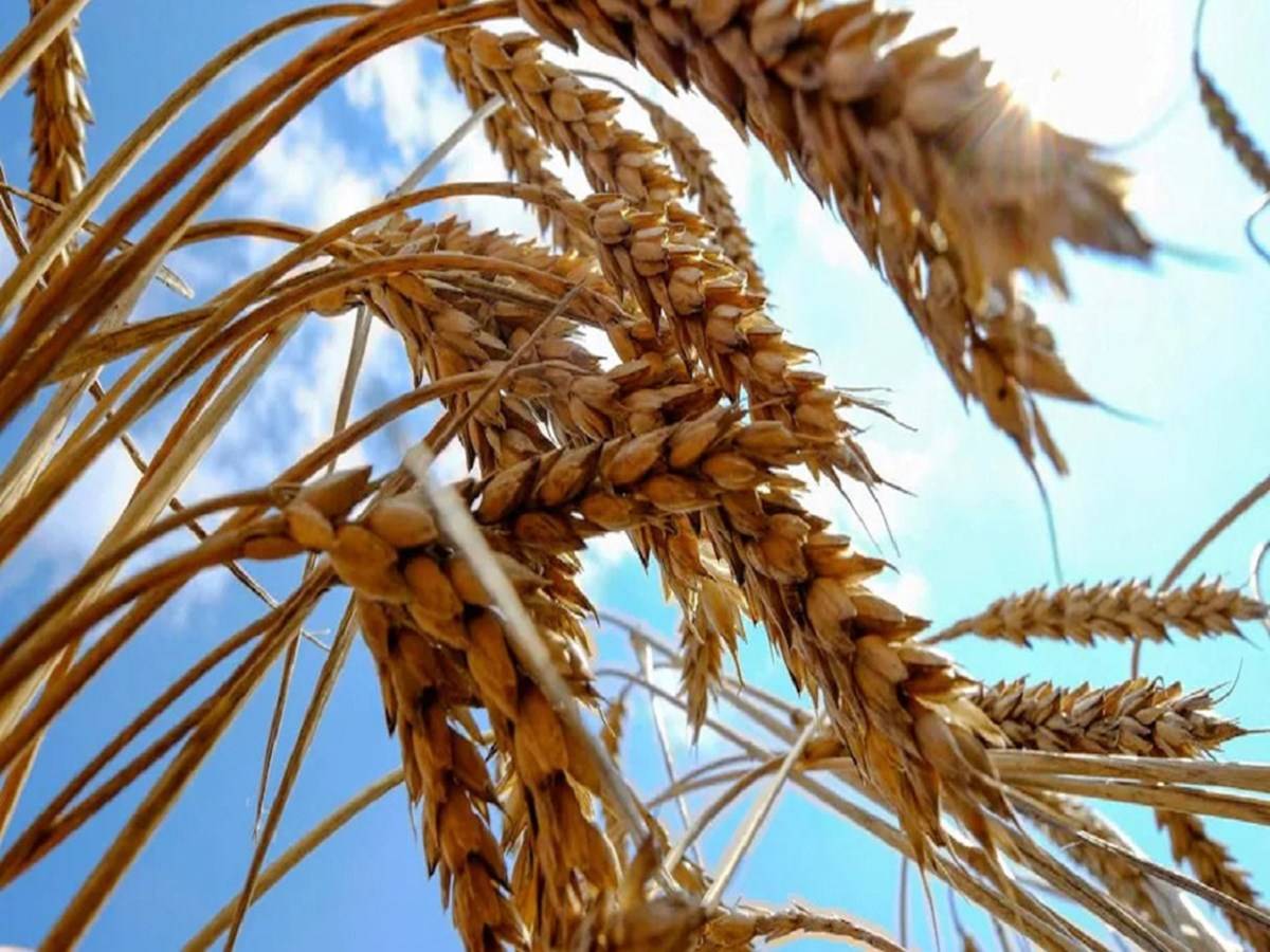 On May 13, India banned wheat exports "with immediate effect