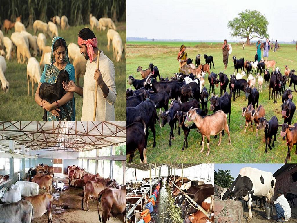 All About Animal Husbandry; Types and Advantages