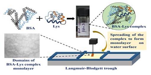 Ultra-Thin Heteroprotein Films (Pic credit- PIB)