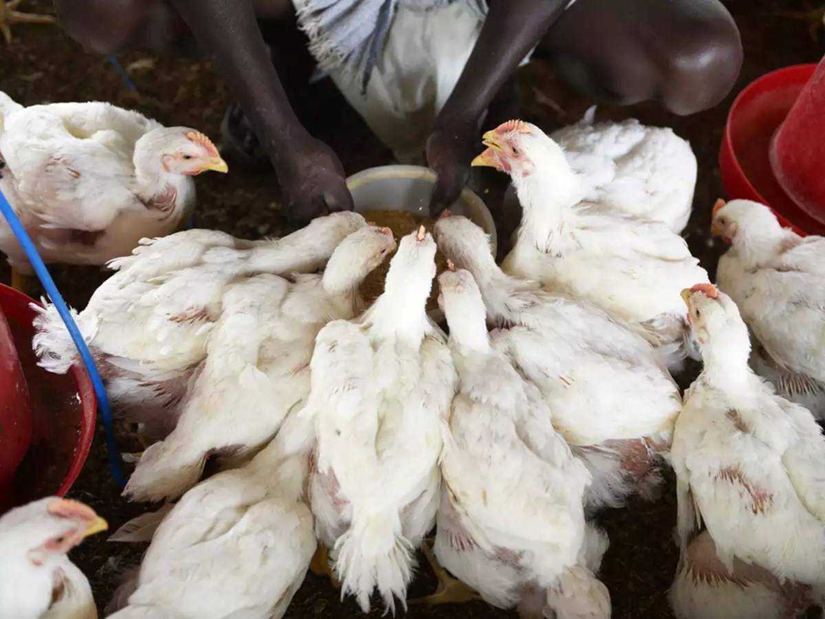 give-a-missed-call-if-you-want-to-become-a-poultry-farmer